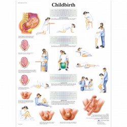 Childbirth Chart