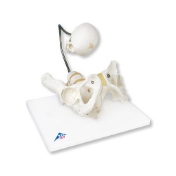 Childbirth Demonstration Pelvis Model