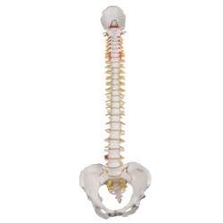 Classic Flexible Spine Model with Female Pelvis A58/4