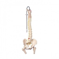Classic Flexible Spine Model with Femur Heads A58/2