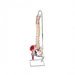 Classic Flexible Spine Model with Femur Heads and Painted Muscles A58/3