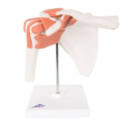 Classic Functional Shoulder Joint Model