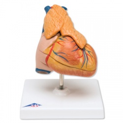 Classic Heart Model with Thymus (3-Part)