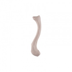 Tibia Bone Replica - MedicalSupplies.co.uk