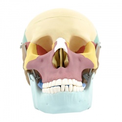 Coloured Skull Model for Teaching and Demonstration