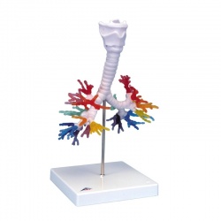 CT Bronchial Tree Model with Larynx