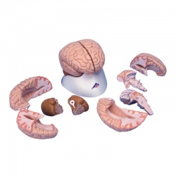 Deluxe Brain Model (8-Part)