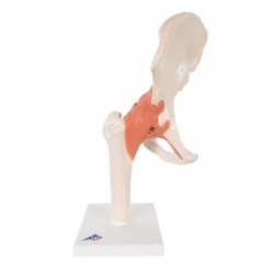 Deluxe Functional Hip Joint Model