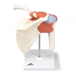 Deluxe Functional Shoulder Joint Model