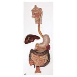 Digestive System Model (3-Part)