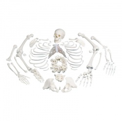 Disarticulated Full Skeleton