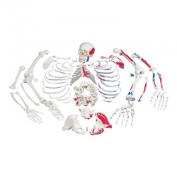 Disarticulated Painted Full Skeleton
