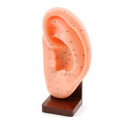 Acupuncture Model of the Ear