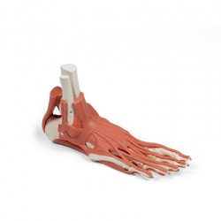 Erler-Zimmer Muscles and Tendons of the Foot Model