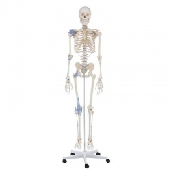 Erler-Zimmer Anatomical Full-Size Skeleton Model Otto