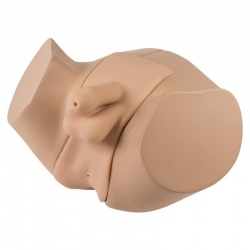 Erler-Zimmer Male Catheterisation and Enema Simulator