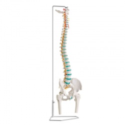 Erler-Zimmer Flexible Vertebral Column Spine Model with Femur Heads