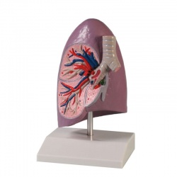 Erler-Zimmer Life-Size Right Lung Model