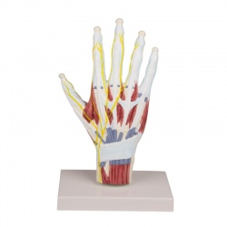 Erler-Zimmer Hand Anatomy Model