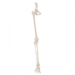 Erler-Zimmer Leg Skeleton Model with Half Pelvis