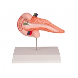 Erler-Zimmer Pancreas and Duodenum Model