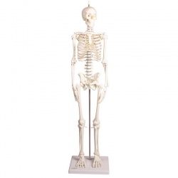 Erler-Zimmer Miniature Skeleton Model Paul with Moveable Spine