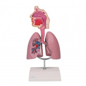 Erler-Zimmer Respiratory System Lungs Model