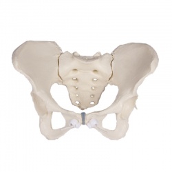 Erler-Zimmer Flexible Female Pelvis Model with Sacrum