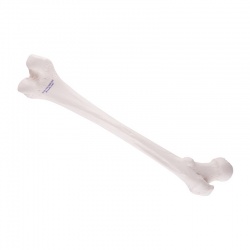 Femur Bone Replica