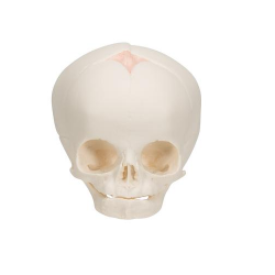 Fetal Skull Model