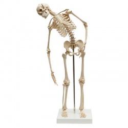 Rudiger Mini Human Skeleton Model with Flexible Spine
