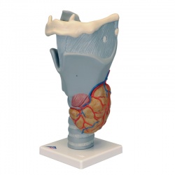 Functional Larynx Model (2.5 Times Full-Size)