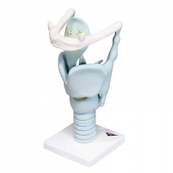 Functional Larynx Model (3 Times Full-Size)