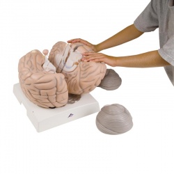 Giant Brain Model, 2.5 Times Life-Size (14-Part)