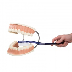 3B Scientific Giant Dental Care Model