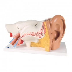 Giant Ear Model, 3 Times Full-Size (6-Part)