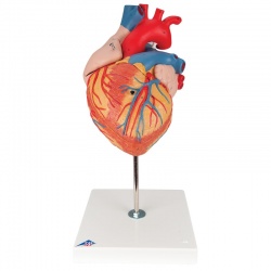 Giant Heart Model (4-Part)