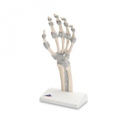 Hand Skeleton Model with Elastic Ligaments