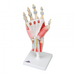 Hand Skeleton Model with Ligaments and Muscles