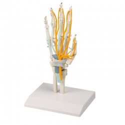 Erler-Zimmer Hand Anatomical Model with Tendons, Nerves and Carpal Tunnel