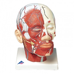 Head Musculature Model with Blood Vessels