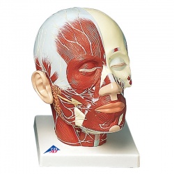 Head Musculature Model with Nerves