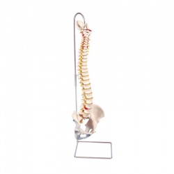 Highly Flexible Spine Model A59/1