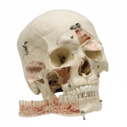 Rudiger Demonstration Anatomical Skull Model