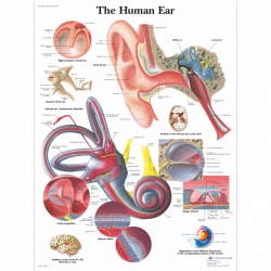 Human Ear Chart (Laminated)