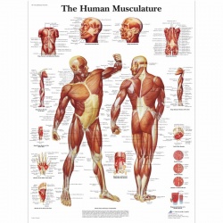 Human Musculature Chart (Laminated)