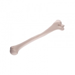 Humerus Bone Replica