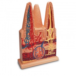 Intestinal Villi Model (100 Times Life-Size)