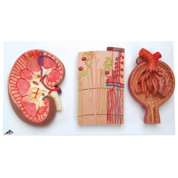 Kidney, Nephrons, Blood Vessels and Renal Corpuscle Models