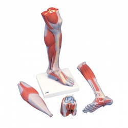 Life-Size Lower Muscle Leg Model with Knee (3-Part)